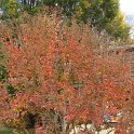 Lagerstroemia indica automne
